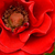 Red - Miniature rose - Roma